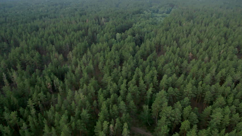 flight over beautiful evergreen forest