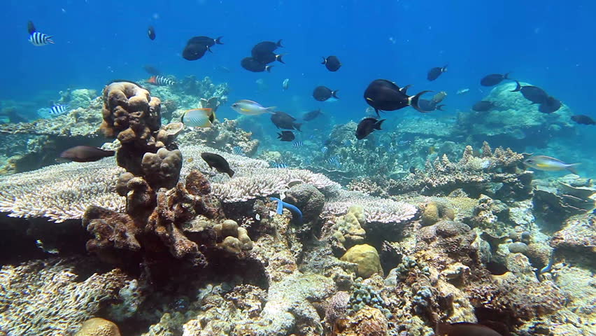 School of fish Surgeonfish and Parrotfish on the coral reef panorama