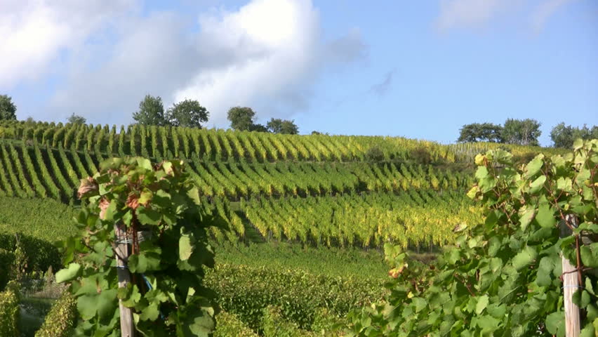 vineyard in Alsace - France