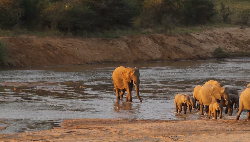 A shot of half of the herd of elephants crossing the river .