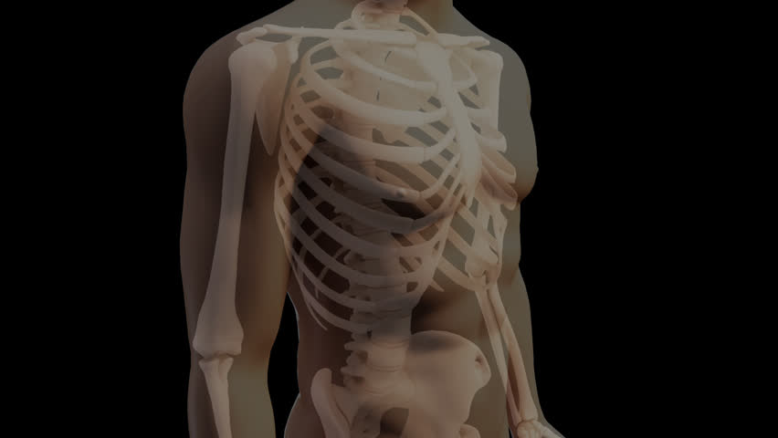 Skeletal system Anterior Front x-ray view male abdominal and pelvic skeleton bones spine ribs chest lumbar back lower vertebra rotating transparent human anatomy model 3D visualisation