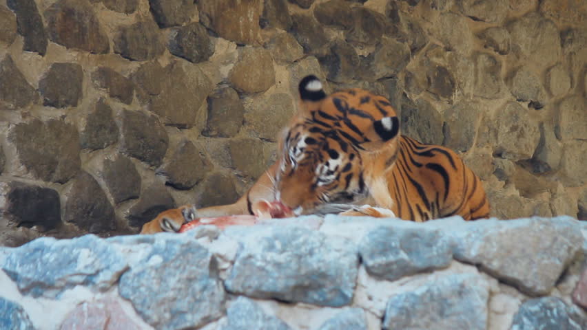 tiger in zoo eating meat