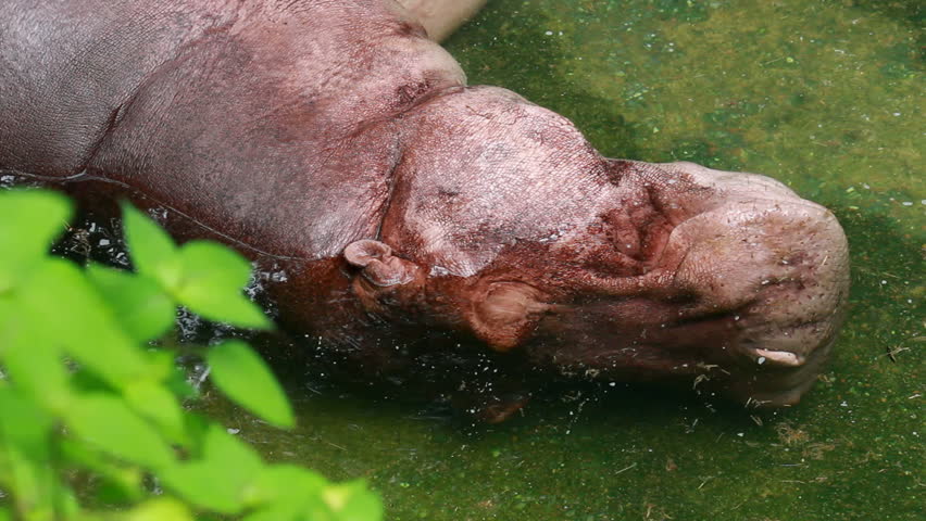hippopotamus sleeping in water and turn head for breathing and sleep again