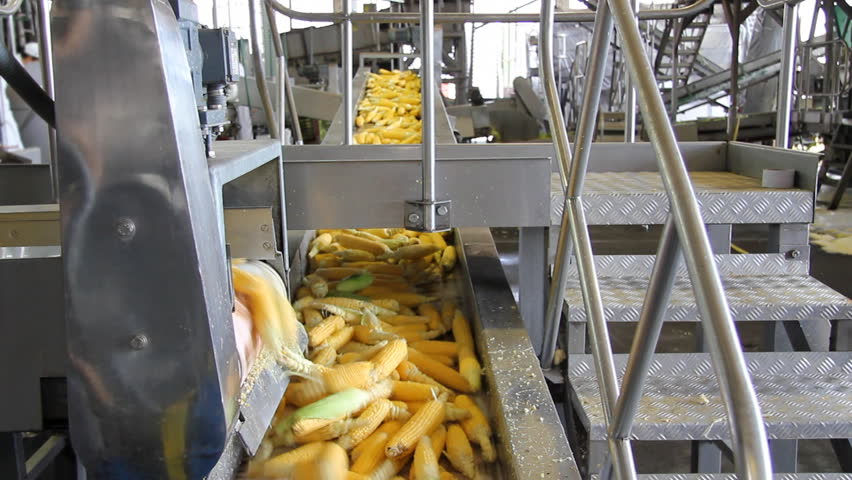 Corn processing factory