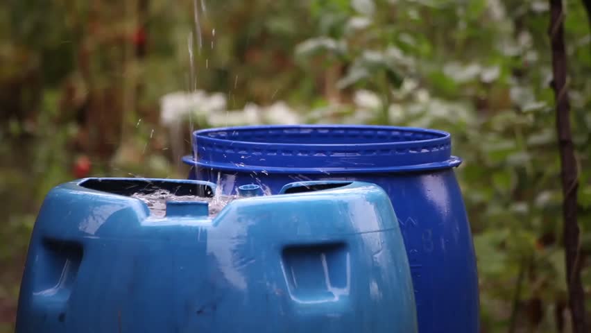 Rain water collecting in blue barrels. Farm, country side, domestic view.
