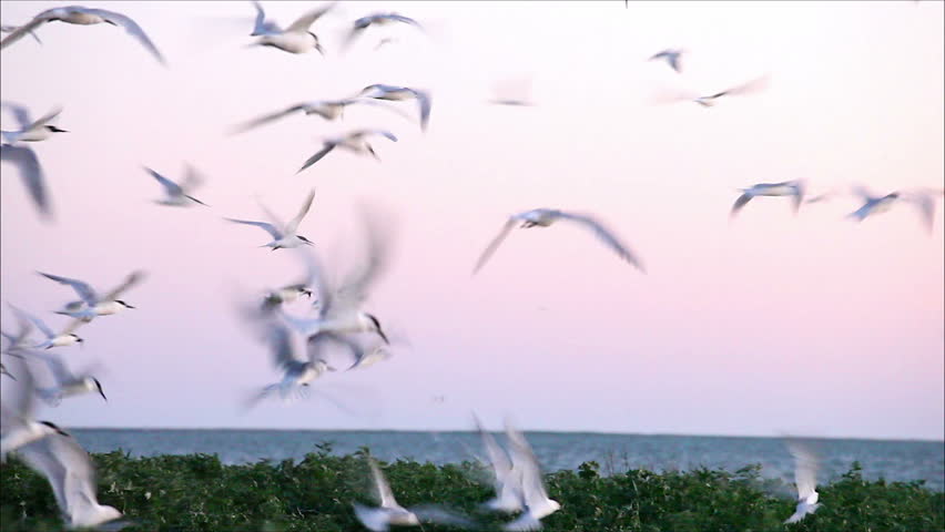 large flock of birds in the evening 4