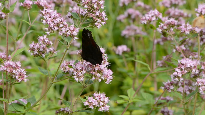 peacock butterfly  on wild majoram blossoms