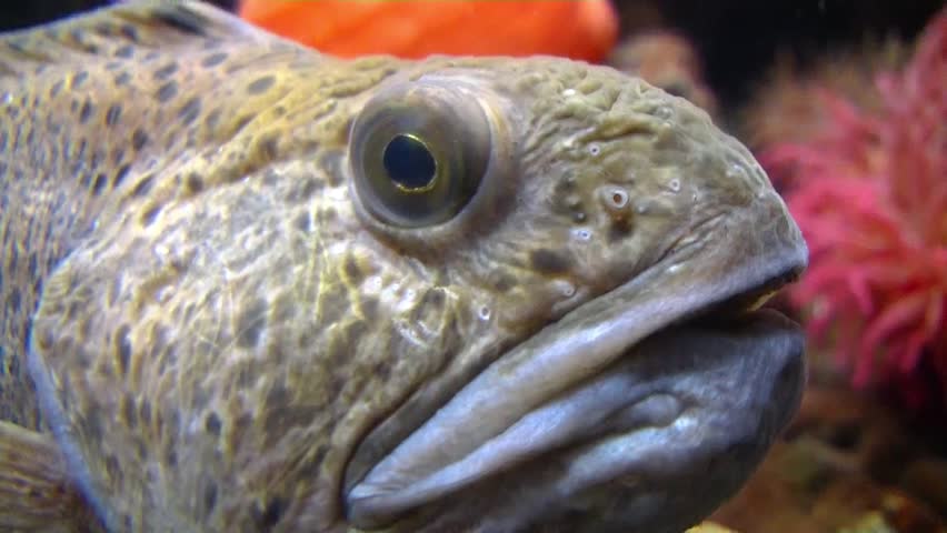 tropical fish in aquarium