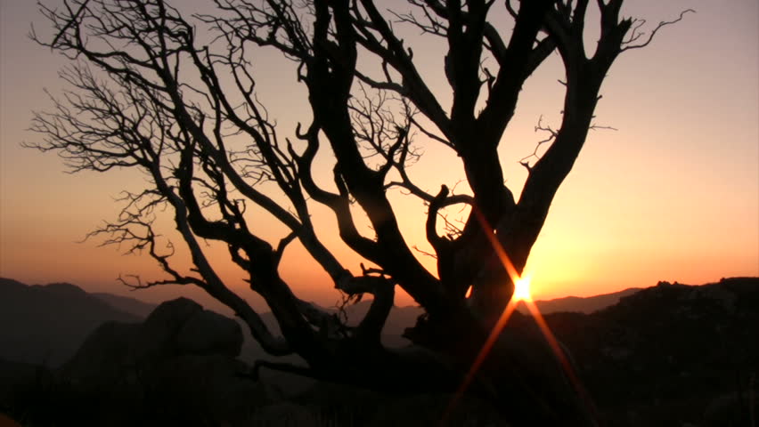 Japanese Maple 0 Dolly L