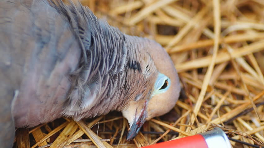 Dove Hunting, Dolly shot closeup