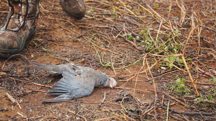 Dove hunter picking up his kill