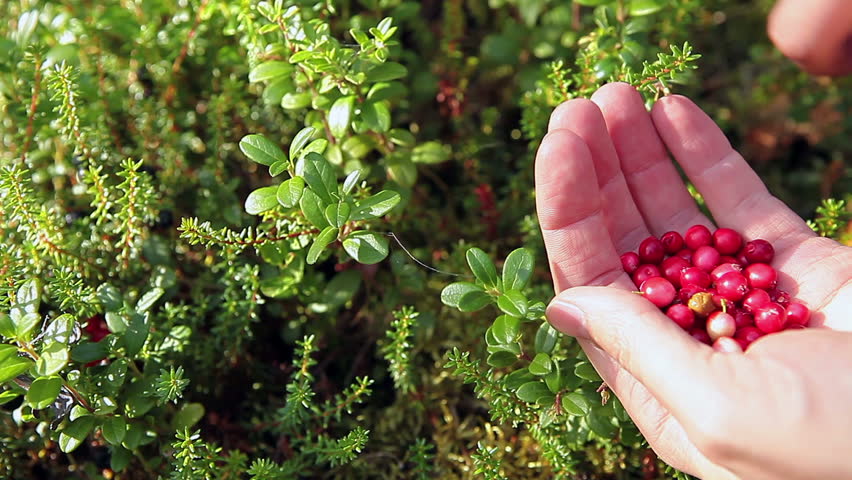 Human hands gathering red cowberries from green brunches