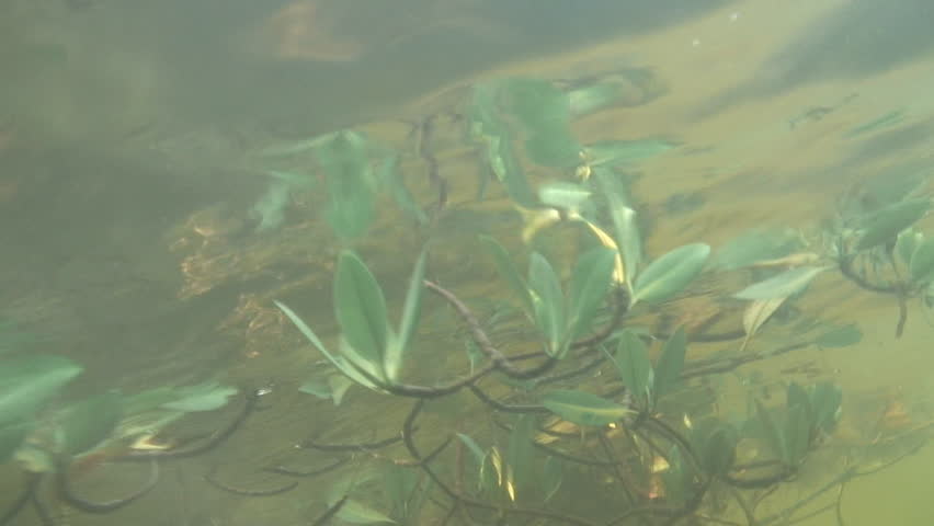 swimming in the mangrove roots underwater