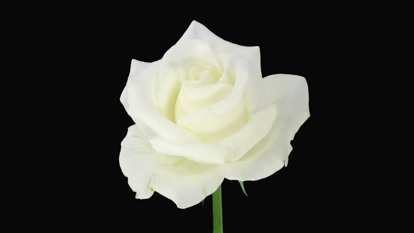 Time-lapse of dying "Akito" rose with alpha matte 2
