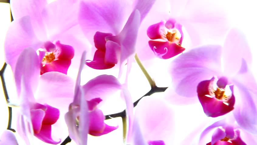 Pink orchid flowers on strong back light.