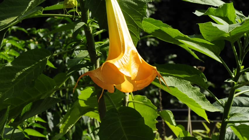 angel`s trumpet