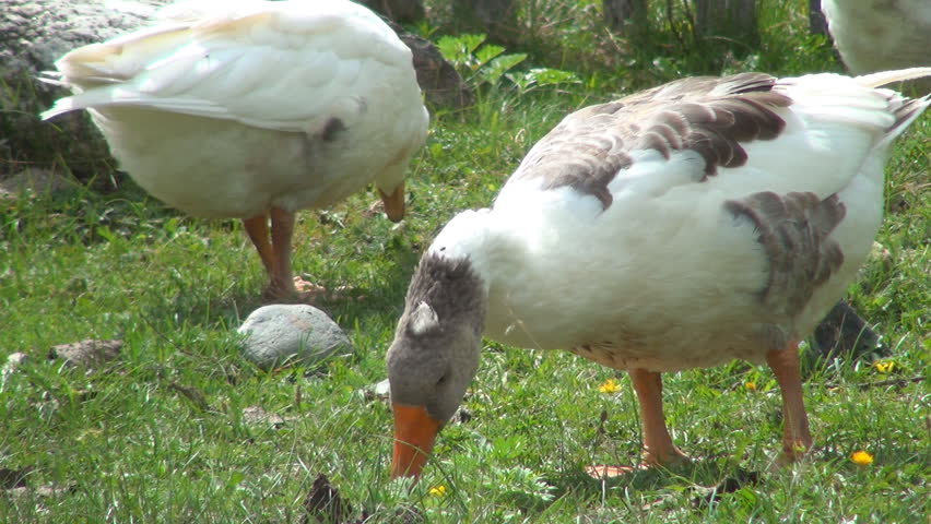Geese Eating Green Grass, Close Up, Geese Grazing, Domestic Hungry Geese Nibbling Green Grass