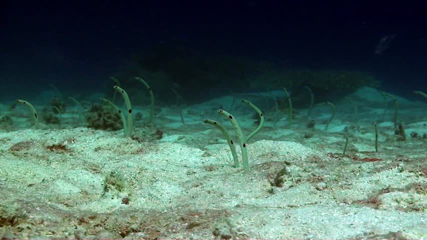  Garden eels feeding on passing scraps on the sandy sea bed in the Coral sea.
Great barrier reef Australia.