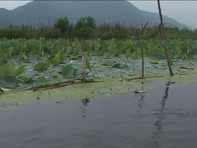 Lotus flowers on Dal lake in Kashmir