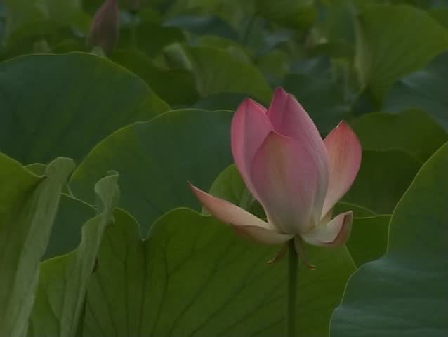 Lotus flowers on Dal lake in Kashmir