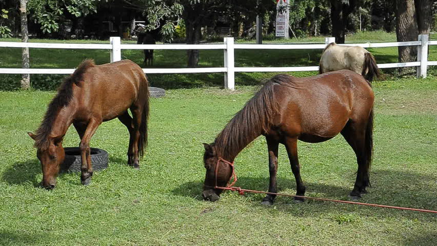 Horse grazing