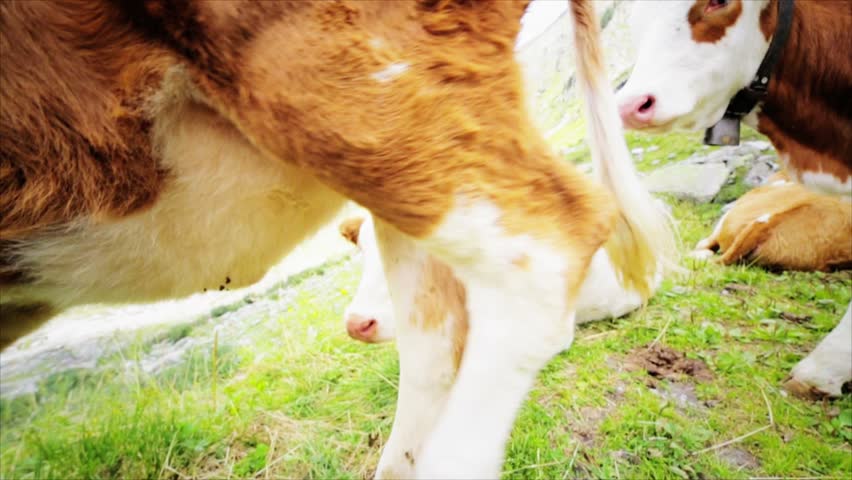 Baby bovine at the meadow with his family