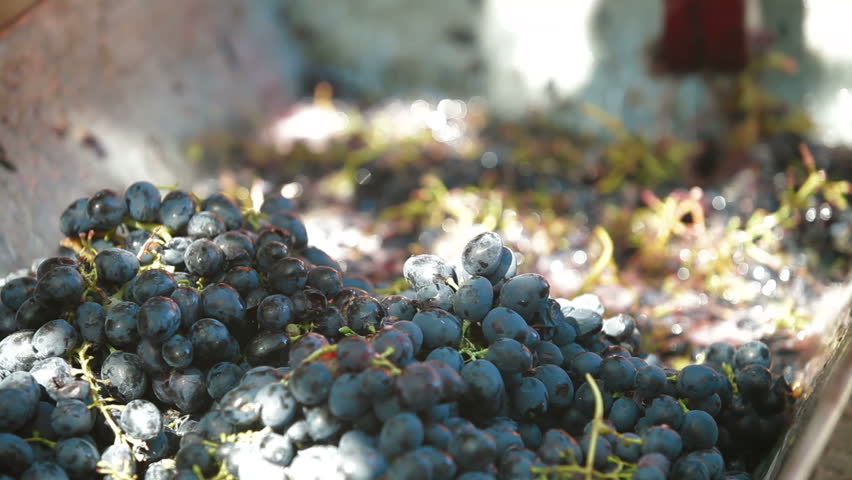 Homemade wine production - tread out the juice from the grapes
