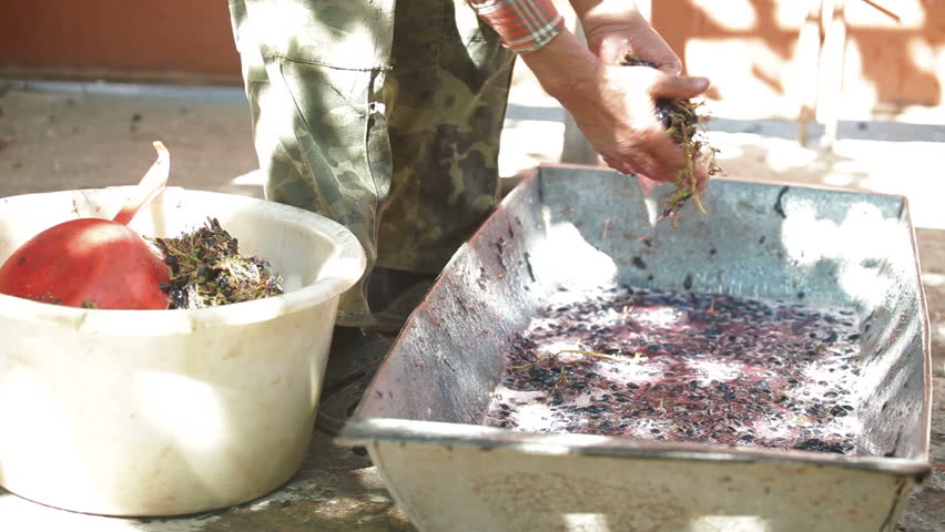 Homemade wine production - take out the stems before wine can be made