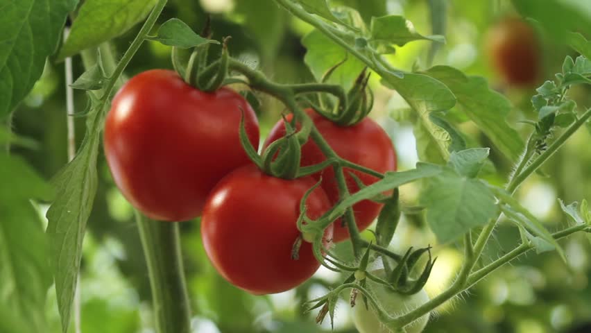 Zoom into perfectly ripe tomatoes on the vine