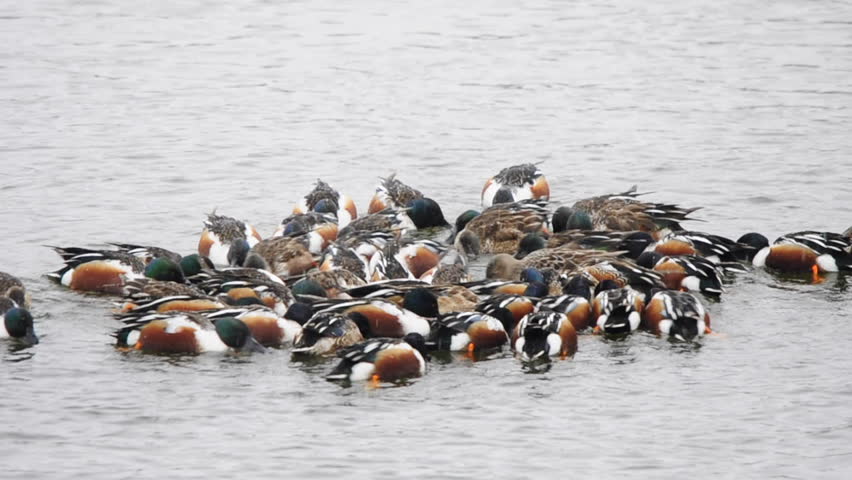 A group of dabbling ducks (northern shovelers) swirling on the water surface.