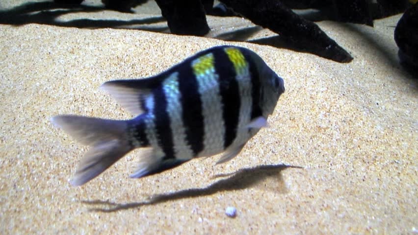 Sergeant Major (Damselfish) three, close-up
