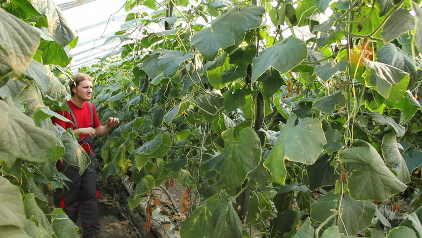 Farmer watching and checking of cucumber in the greenhouse