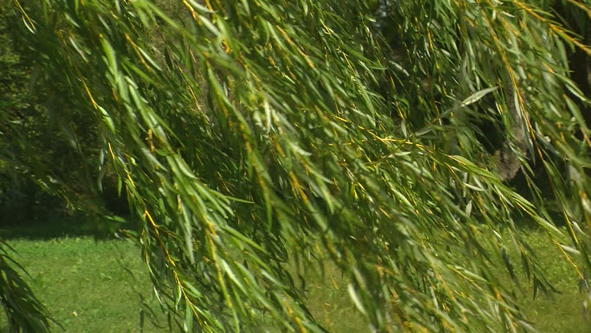 Hanging weeping willow tree branches in late summer blown by a breeze. Shallow depth of field.