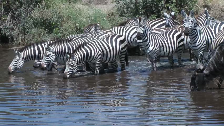 	zebra wildebeast at waterhole , Serengeti, Tanzania, Africa