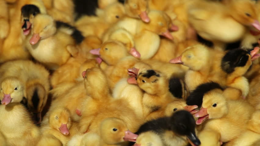 many ducks in a cage 4