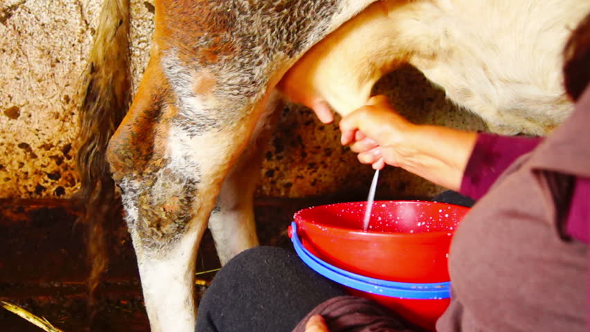 milking a cow  in a stable