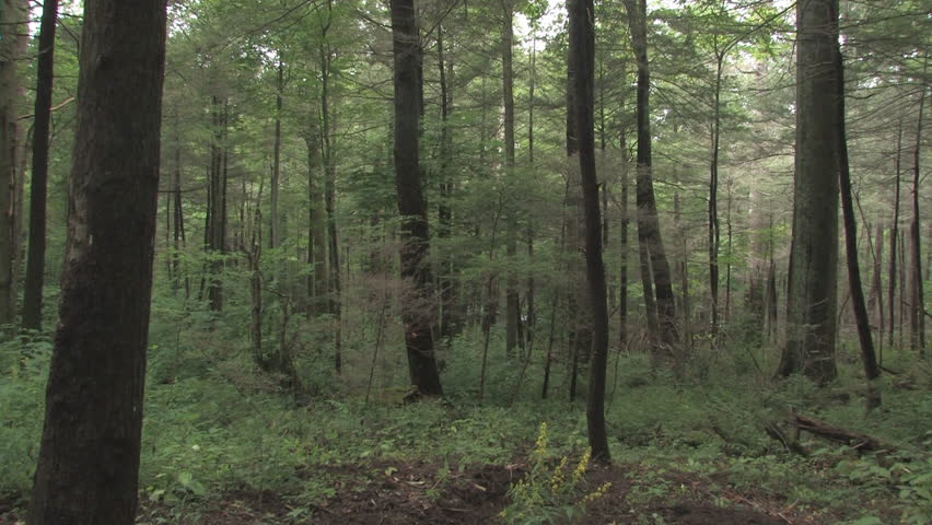 panoramic panning of the dark forest