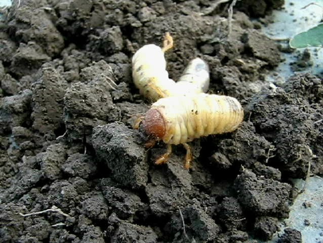 Worms