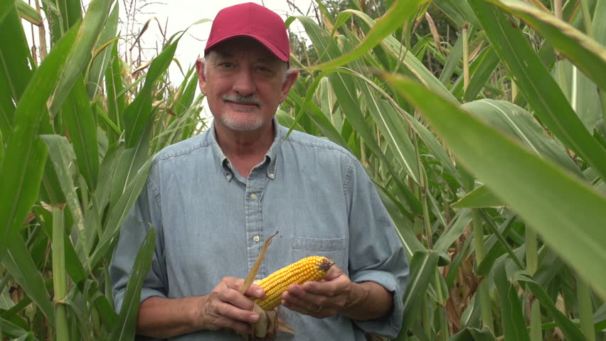 Farmer inspecting his corn in the field, looking at camera, standing