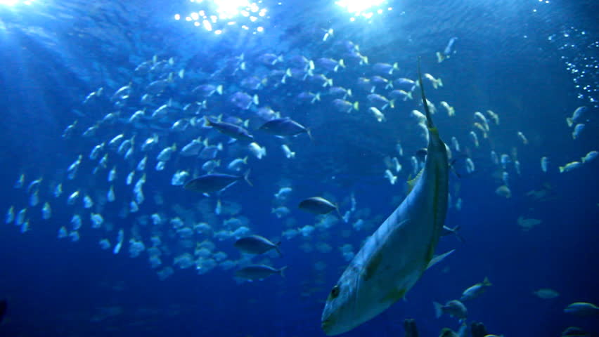 Diving bottom view of tropical fishes swimming in blue ocean with sunlight