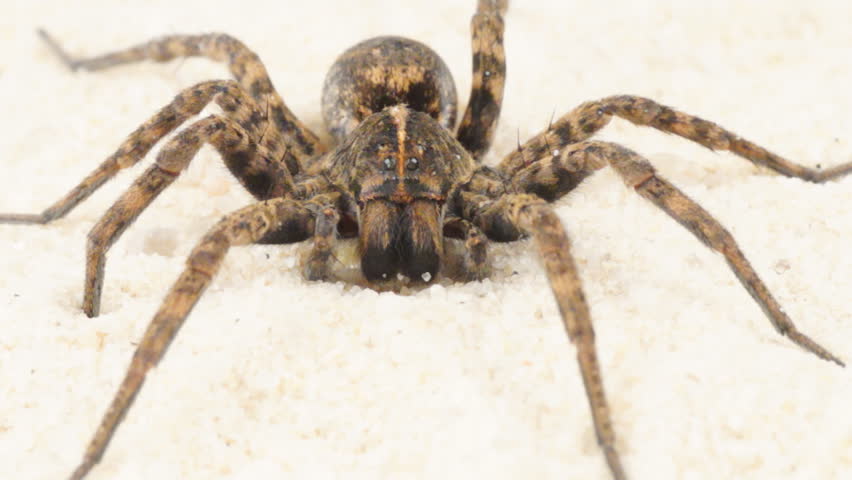 Wolf Spider