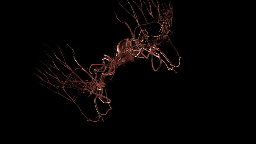 3D animation of transparent human male standing in anatomical position starting from arteries of circulatory system panning to head and fading in organs, skeleton, skin 
