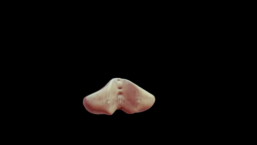 3D render of the cerebellum, highlighted in red, which is responsible for fine motor control of the human body; it is referred to as the 'little brain'