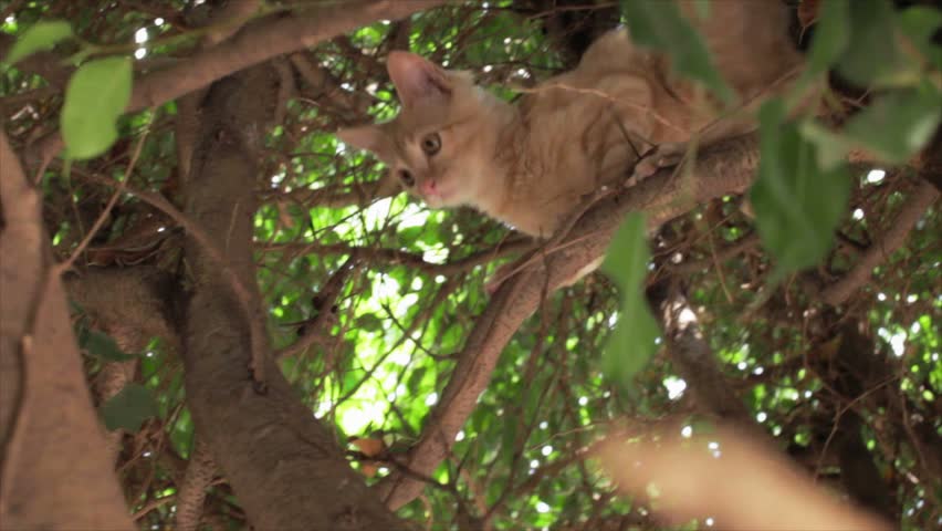 Cat Trapped on a Tree