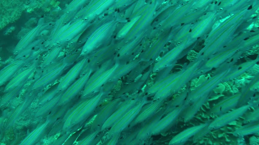 Thousands of small banana fusiliers school together for protection on the great barrier reef Australia. They constantly eat plankton while trying to avoid large predatory fish.
