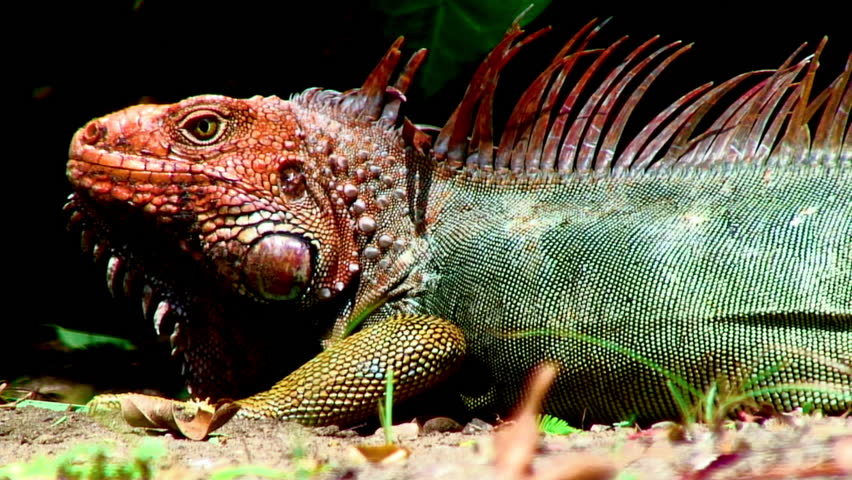 Close-Up Of Iguana Lizard In Dominical, Costa Rica