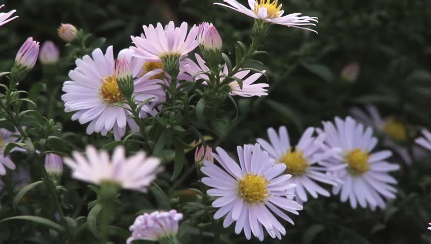 Autumn perennial aster flowers on green defocused background 