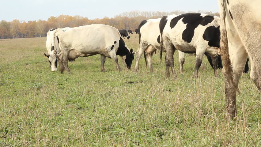 Cowshed. Cows on the Farm