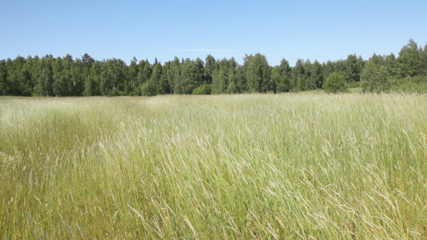 ears green grass and plants in field before wood fluctuant on wind