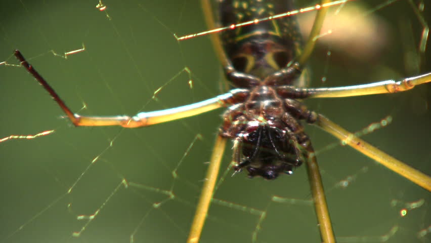 Orb web spider (Nephila sp.) in the Ecuadorian Amazon